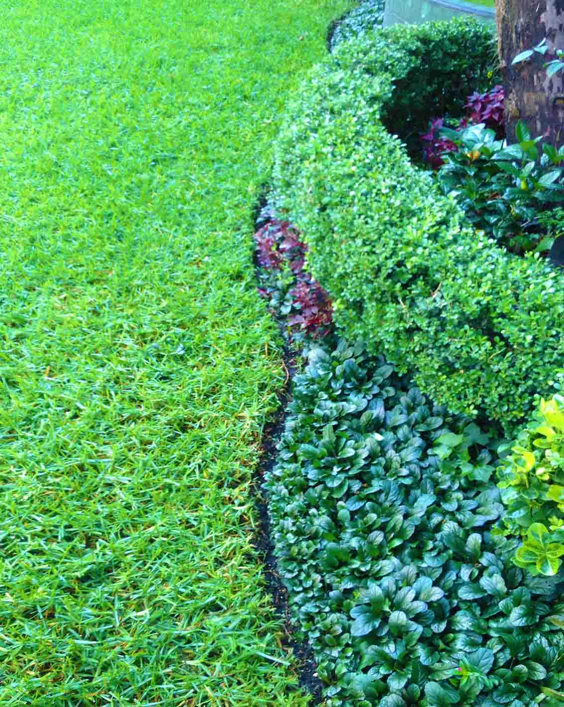 Daniel Pavon Cuellar Gardening