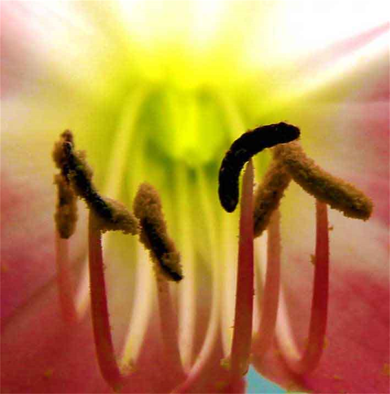 Flora Photography By Daniel Pavon Cuelllar